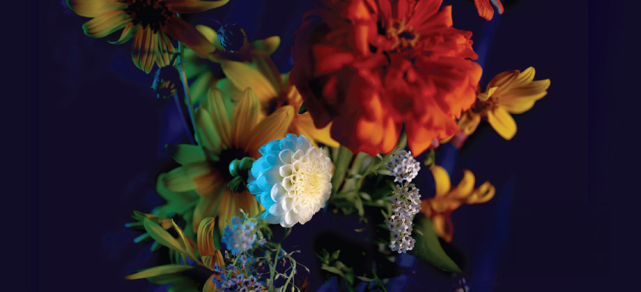 Blooms flowers