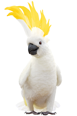 Cockatoo from RACQ advertisements.