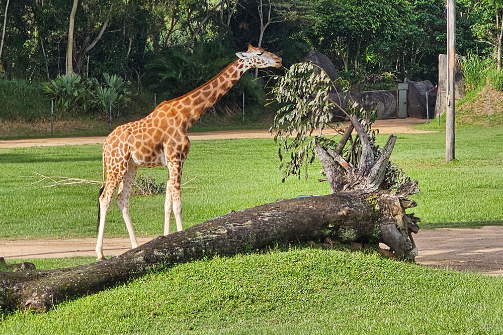 A giraffe feeding in the Africa enclosure at Australia Zoo.