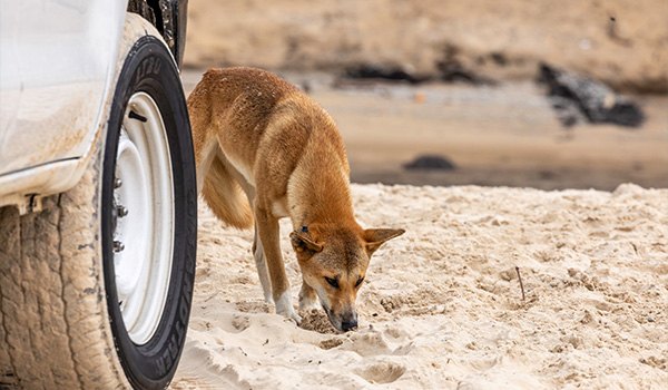 Dingo on Kgari