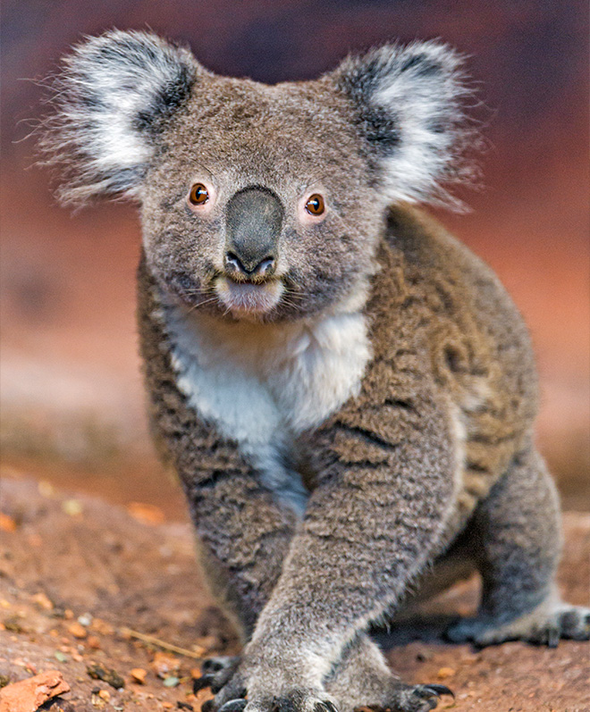 Photo of koala